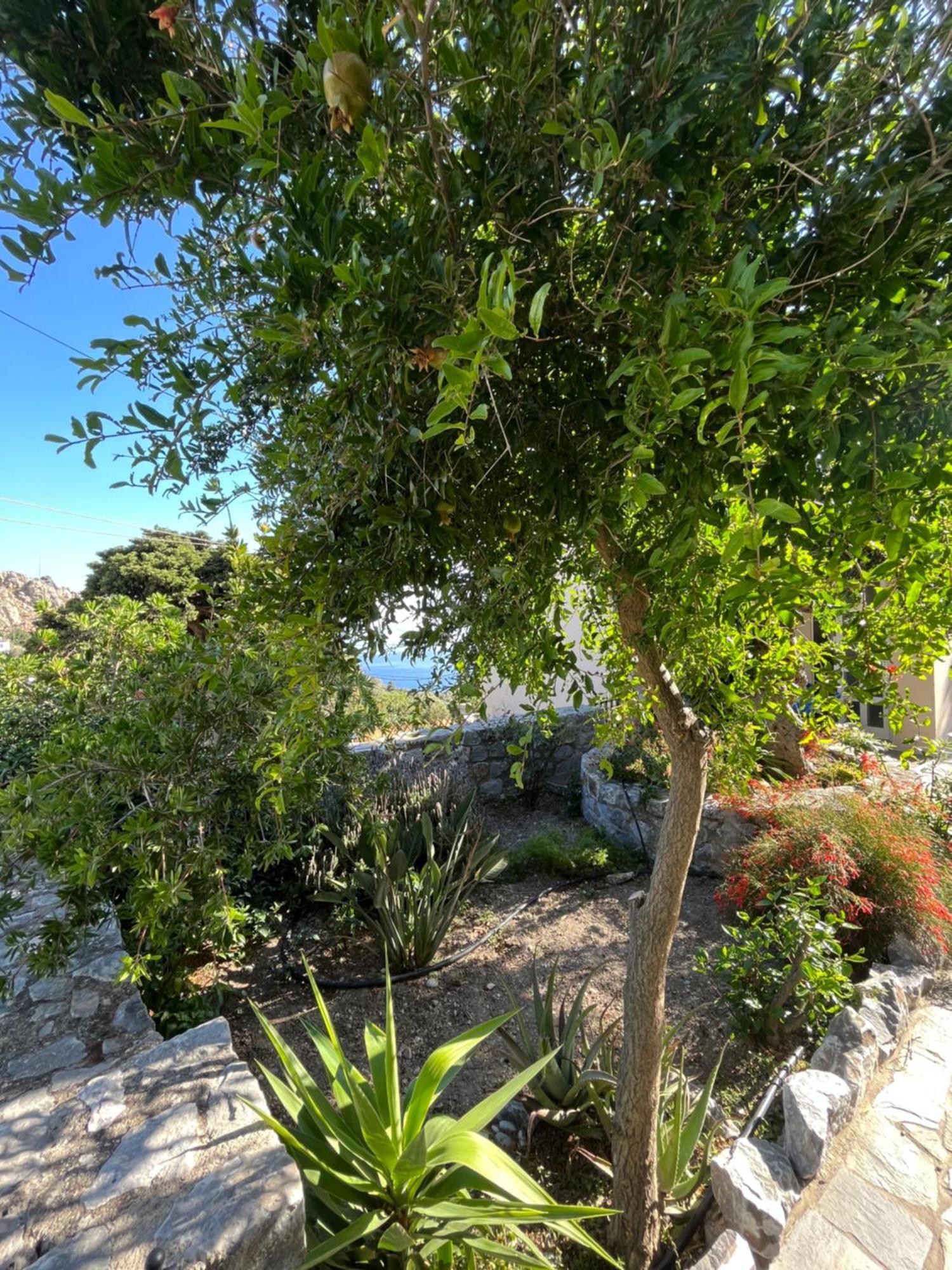 Petasos House - Garden - Sea View Villa Sellia  Exterior photo